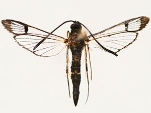 Synanthedon pyri