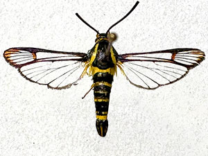 Synanthedon refulgens