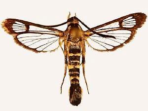 Carmenta apache