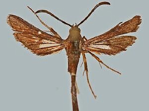 Carmenta suffusata