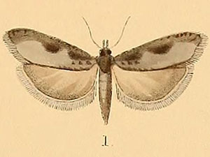 Epinotia biangulana