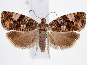 Argyroploce lediana