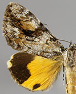 Catocala amica