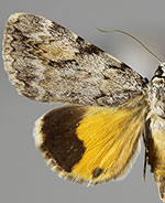 Catocala amica
