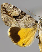 Catocala amica