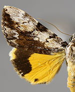 Catocala amica