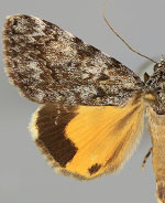 Catocala lineella