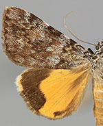 Catocala lineella