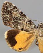 Catocala lineella