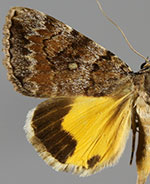 Catocala jair