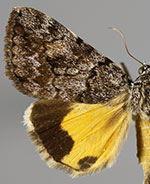 Catocala jair