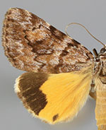 Catocala pinicola