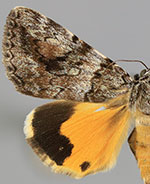 Catocala pinicola