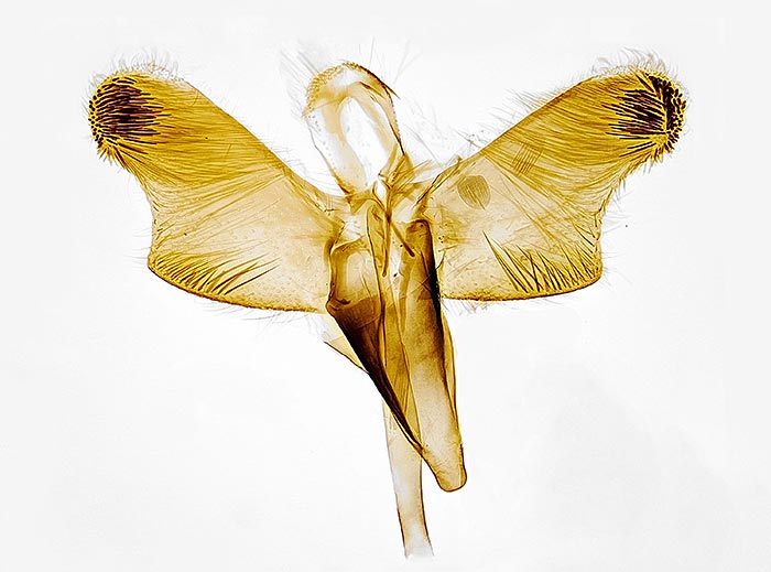 Caloptilia alnivorella