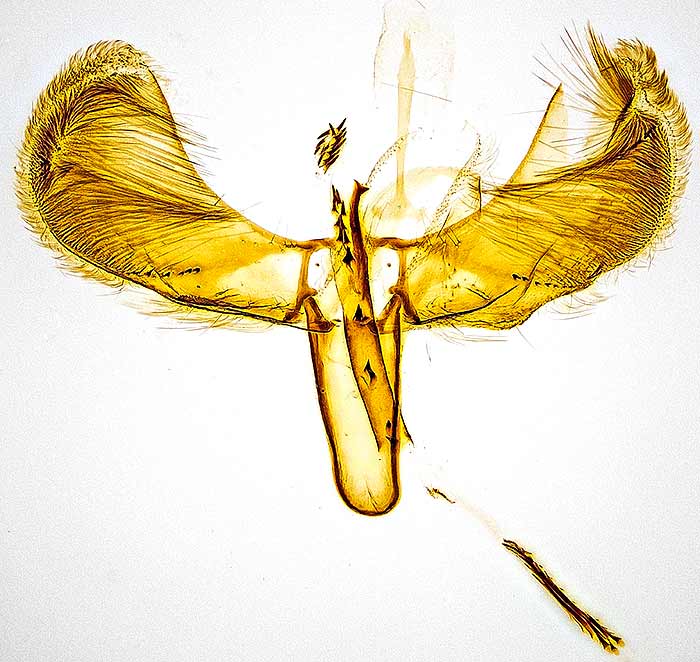 Caloptilia bimaculatella