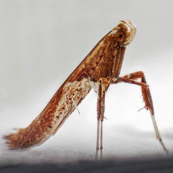 Caloptilia coroniella