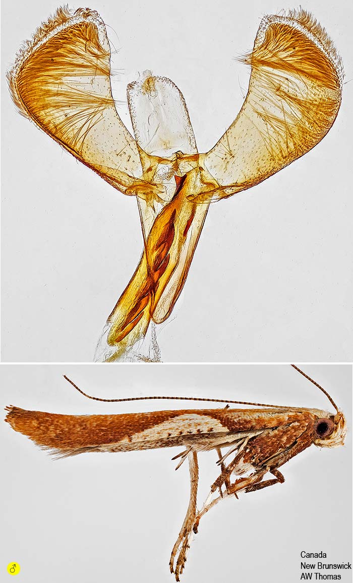 Caloptilia coroniella