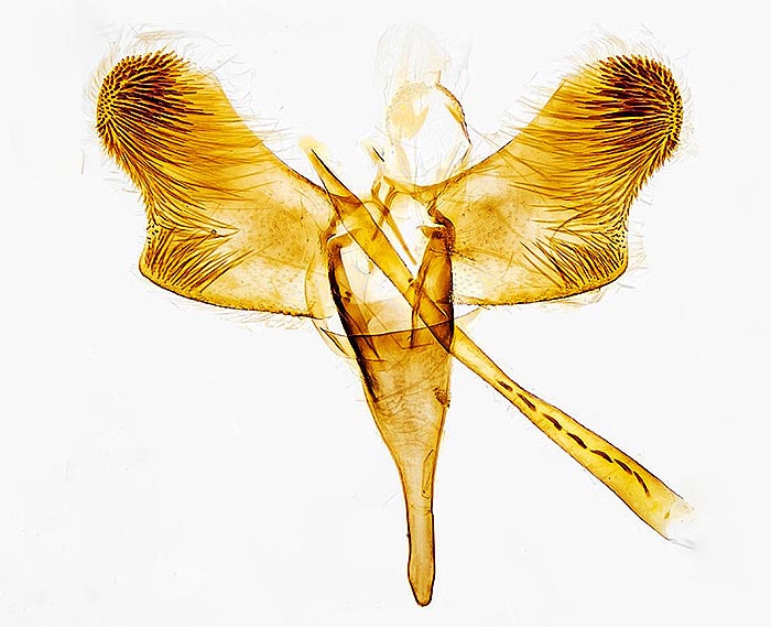 Caloptilia populetorum