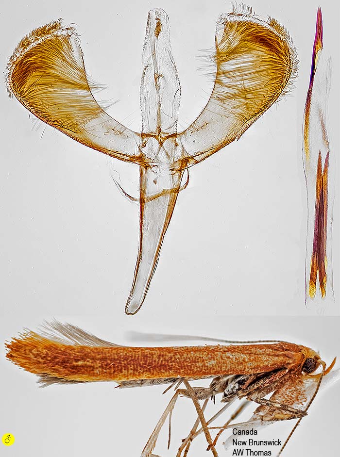 Caloptilia invariabilis