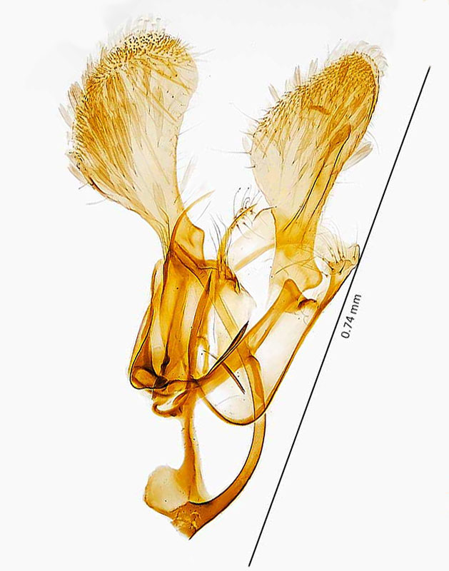 Parornix preciosella