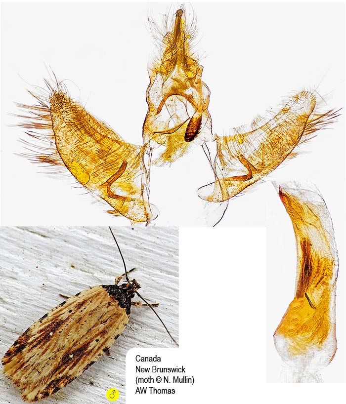 Agonopterix atrodorsella