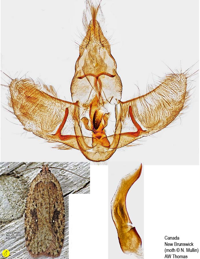 Agonopterix pulvipennella