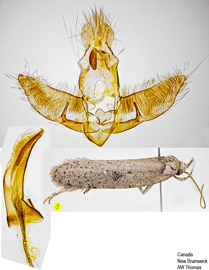 Agonopterix canadensis