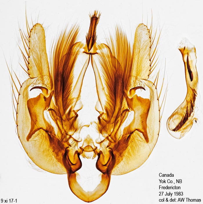 Leucania multilinea