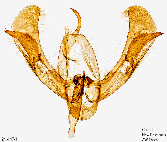 Pseudorthodes vecors