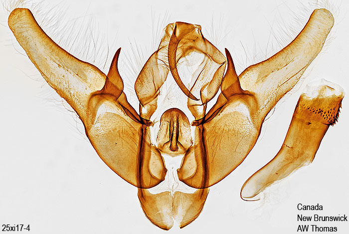 Pseudohermonassa tenuicula