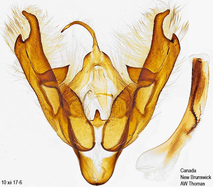 Coenophila opacifrons