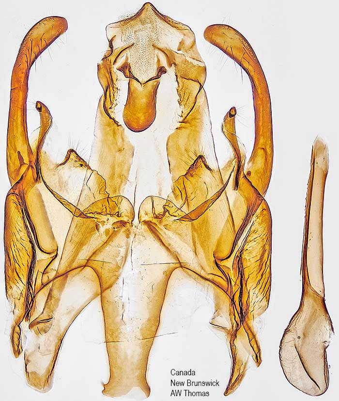 Gnorimoschema gallaesolidaginis