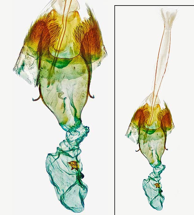 Chionodes thoraceochrella