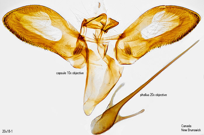 Plutella xylostella