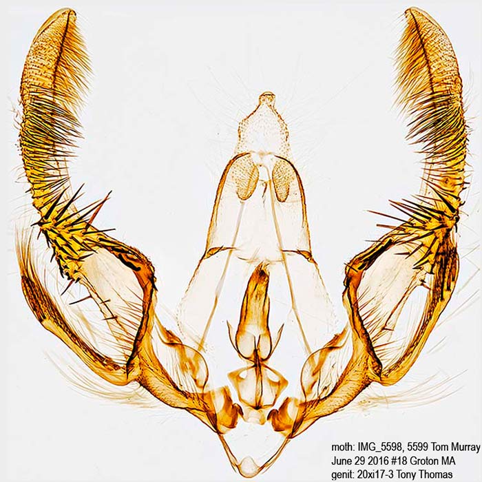 Olethreutes connectum