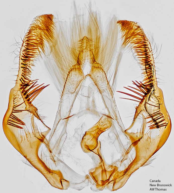 Olethreutes ferriferana