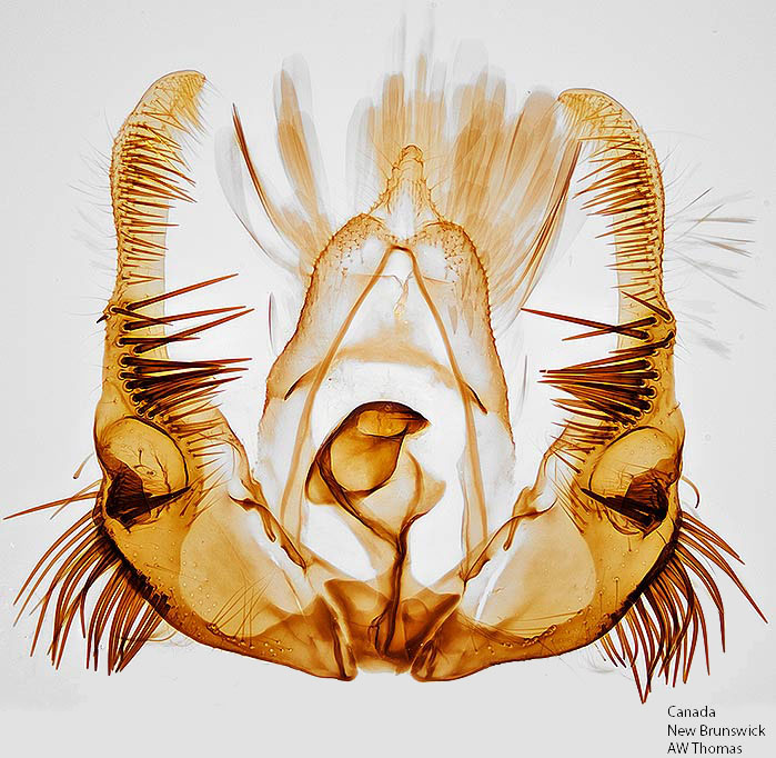 Celypha cespitana