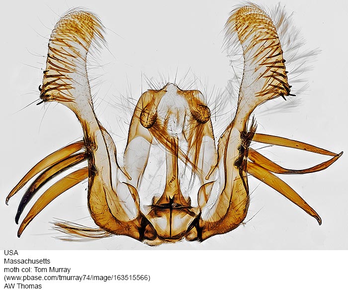 Proteoteras aesculana