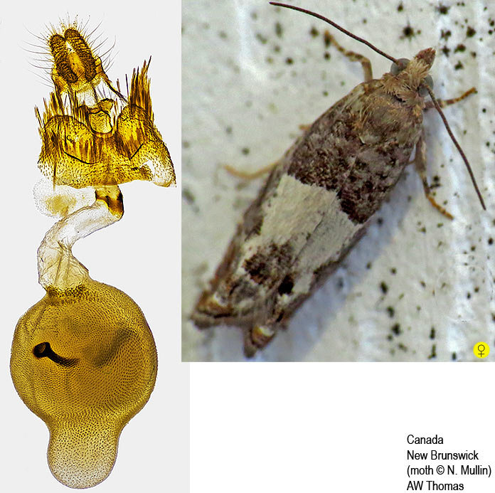 Epinotia transmissana