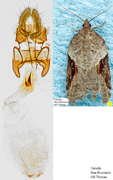 Acleris macdunnoughi