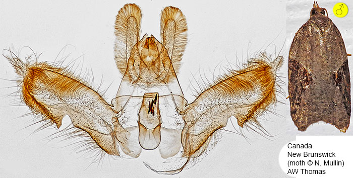 Acleris macdunnoughi