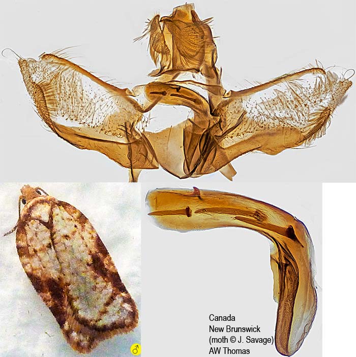 Acleris subnivana