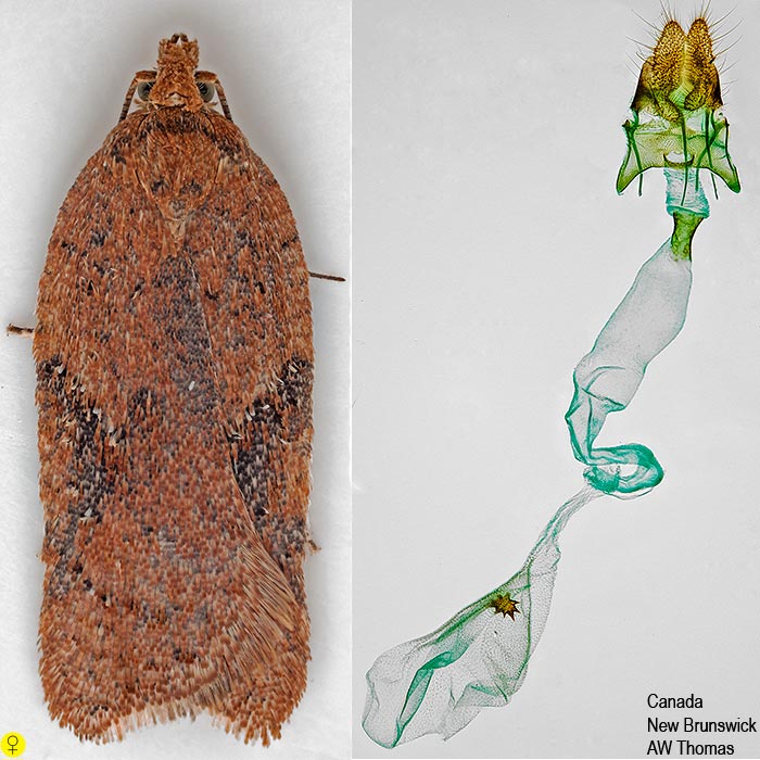 Acleris stadiana