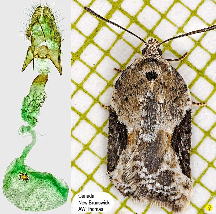 Acleris forbesana