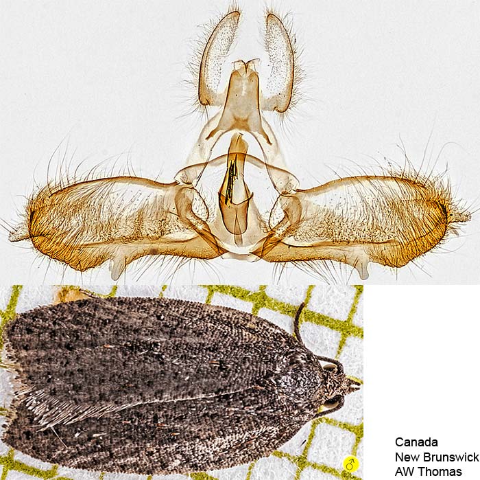 Acleris oxycoccana