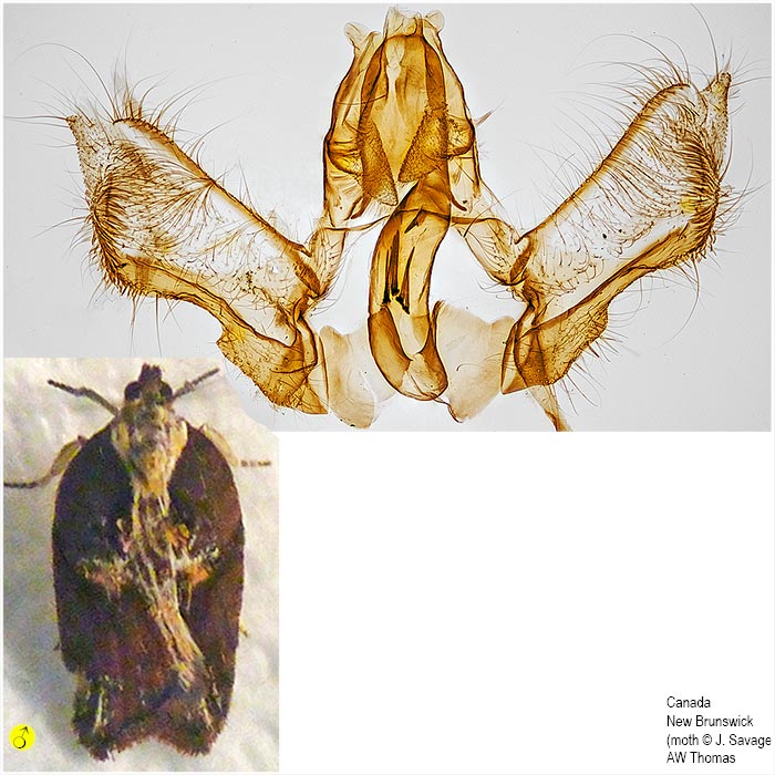 Acleris pulverosana