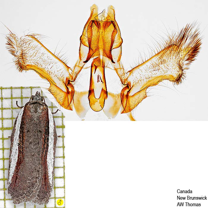 Acleris celiana