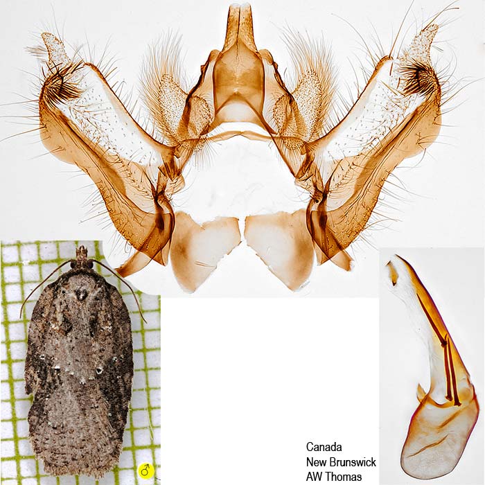 Acleris chalybeana