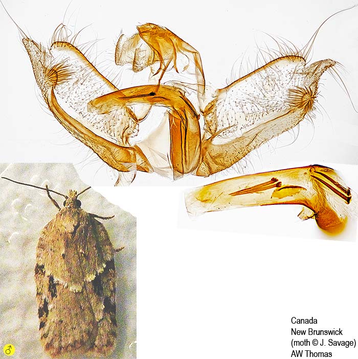 Acleris placidana