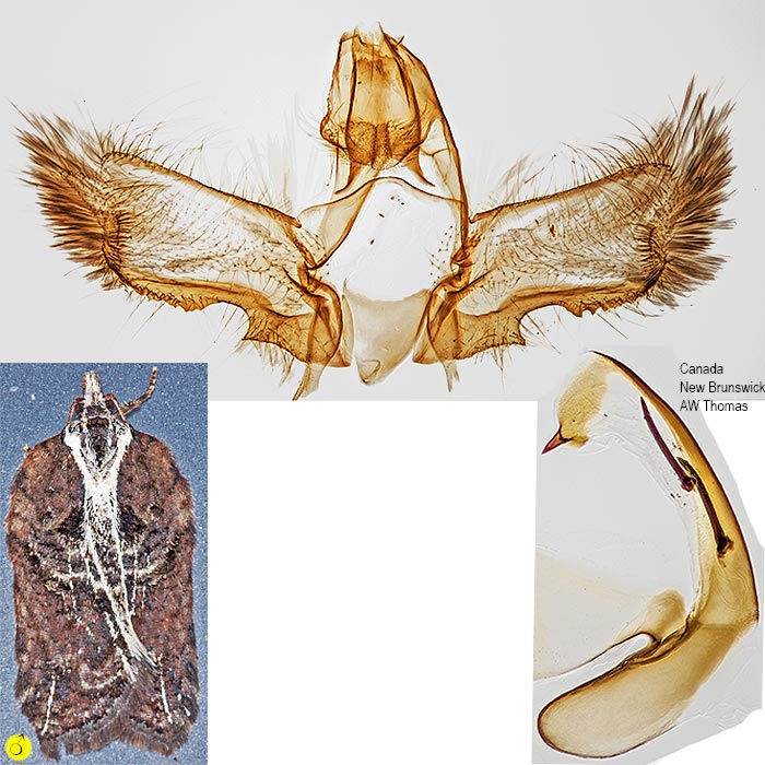 Acleris flavivittana